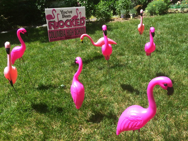 The Flamingo Flocking Fundraiser supports Midnight Madness, a drug- and alcohol-free celebration for graduating seniors of Columbia High School.