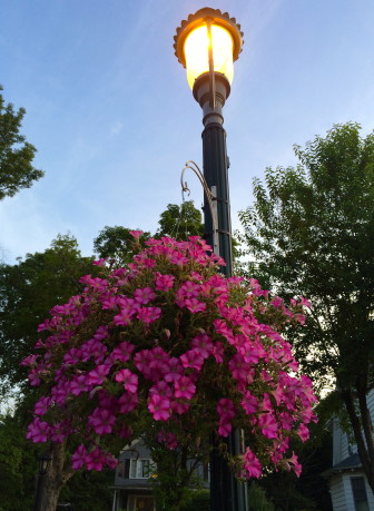 Hanging planter on Irvington Avenue in South Orange, NJ are maintained by DPW and the beautification committee of IACAC.