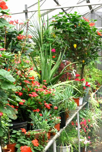 Flowers in the Maplewood Greenhouse. Courtesy: Maplewood Garden Club.