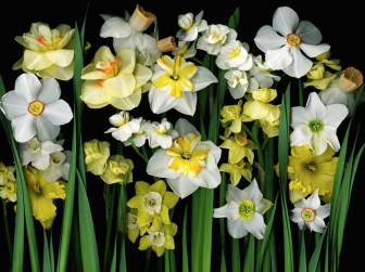 daffodils by Ellen Hoverkamp