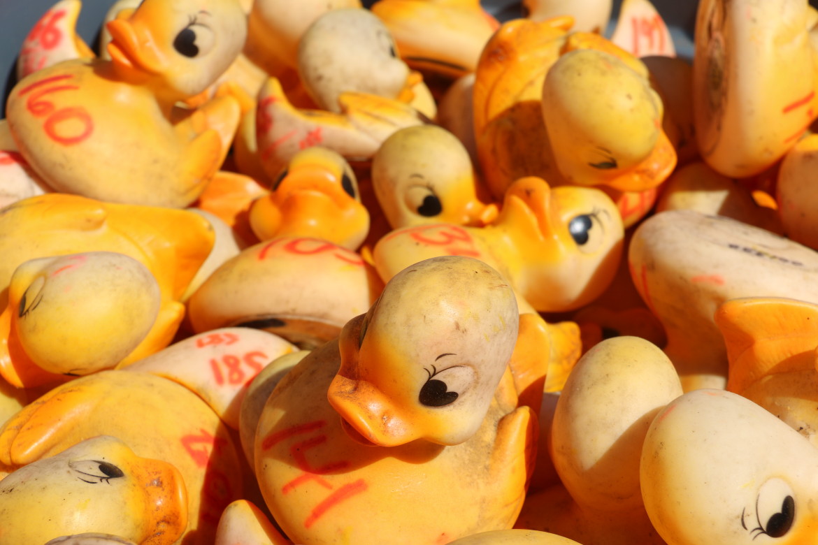Where To Buy Your Racing Duck We ve Got The Info The Village Green