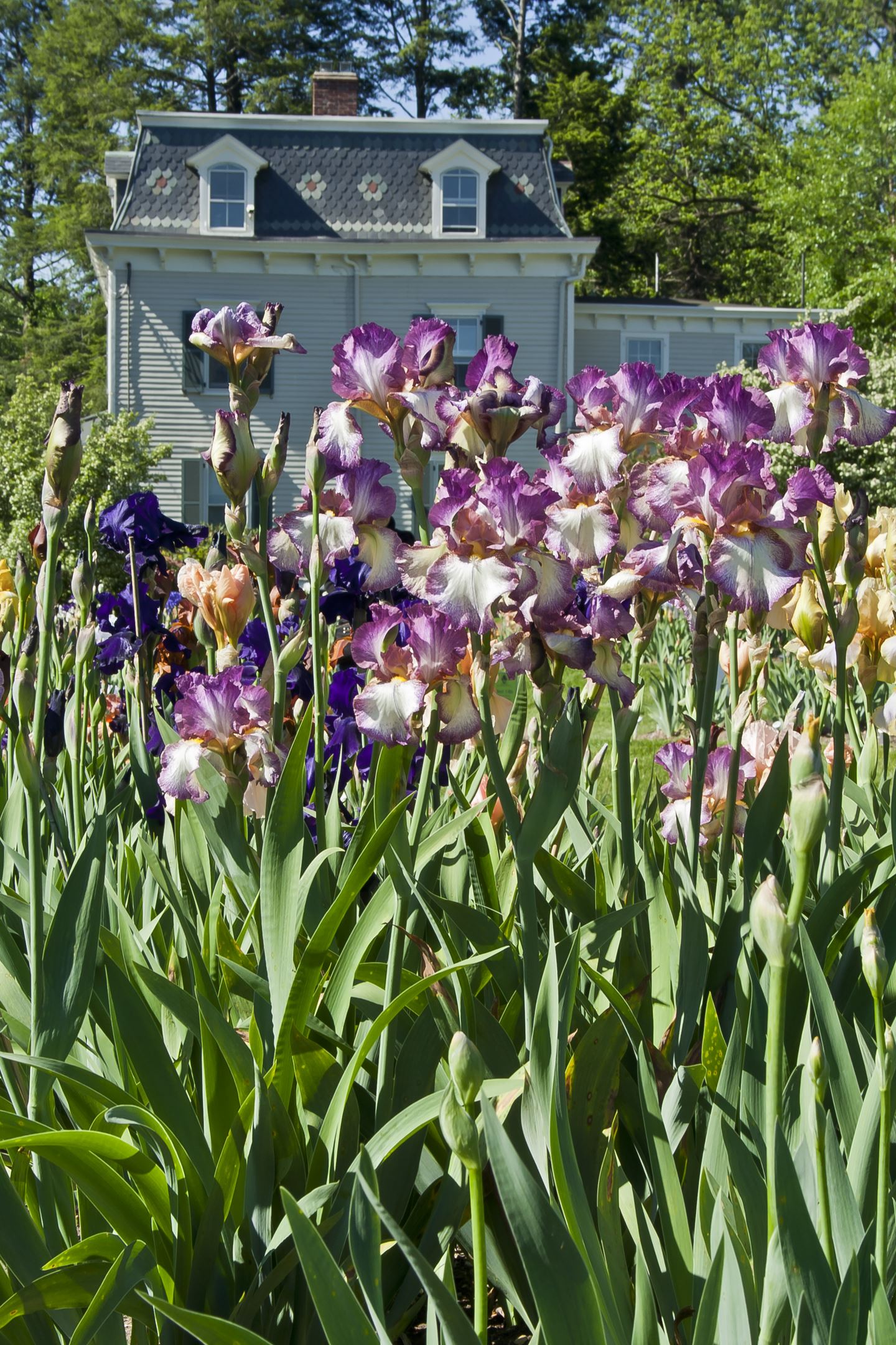 Spring Is In Bloom At Presby Memorial Iris Gardens In Montclair