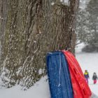 Sleds leaning against a tree