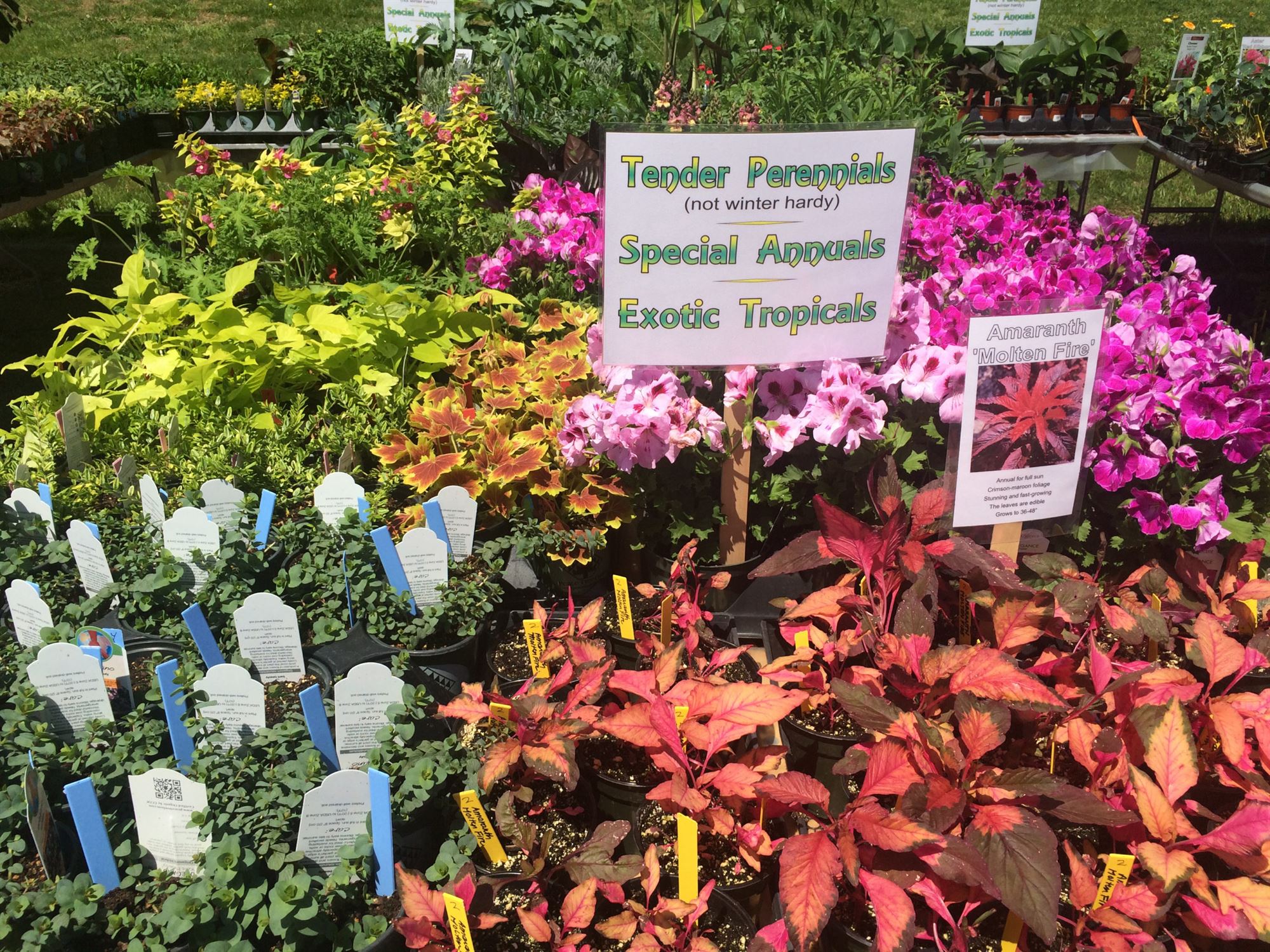 Plants with Social Distance Maplewood Garden Club’s 84th Annual Plant