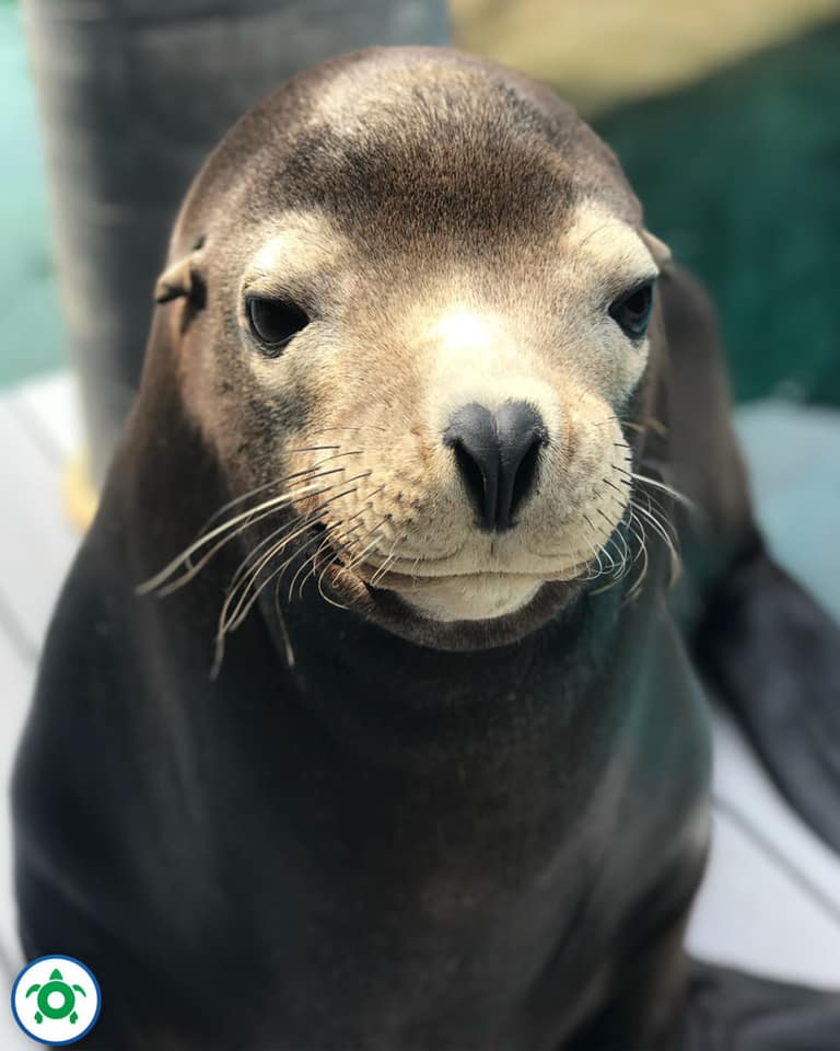 Dyson the Sea Lion at Essex County Turtle Back Zoo Is Mourned The