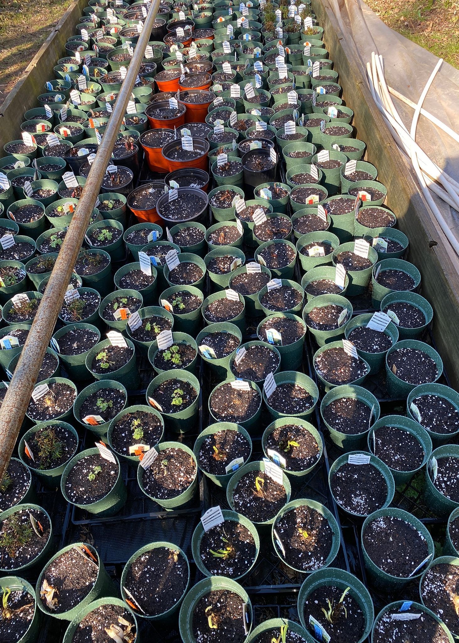 Maplewood Garden Club’s 85th Plant Sale Continues May 6 and 7 The