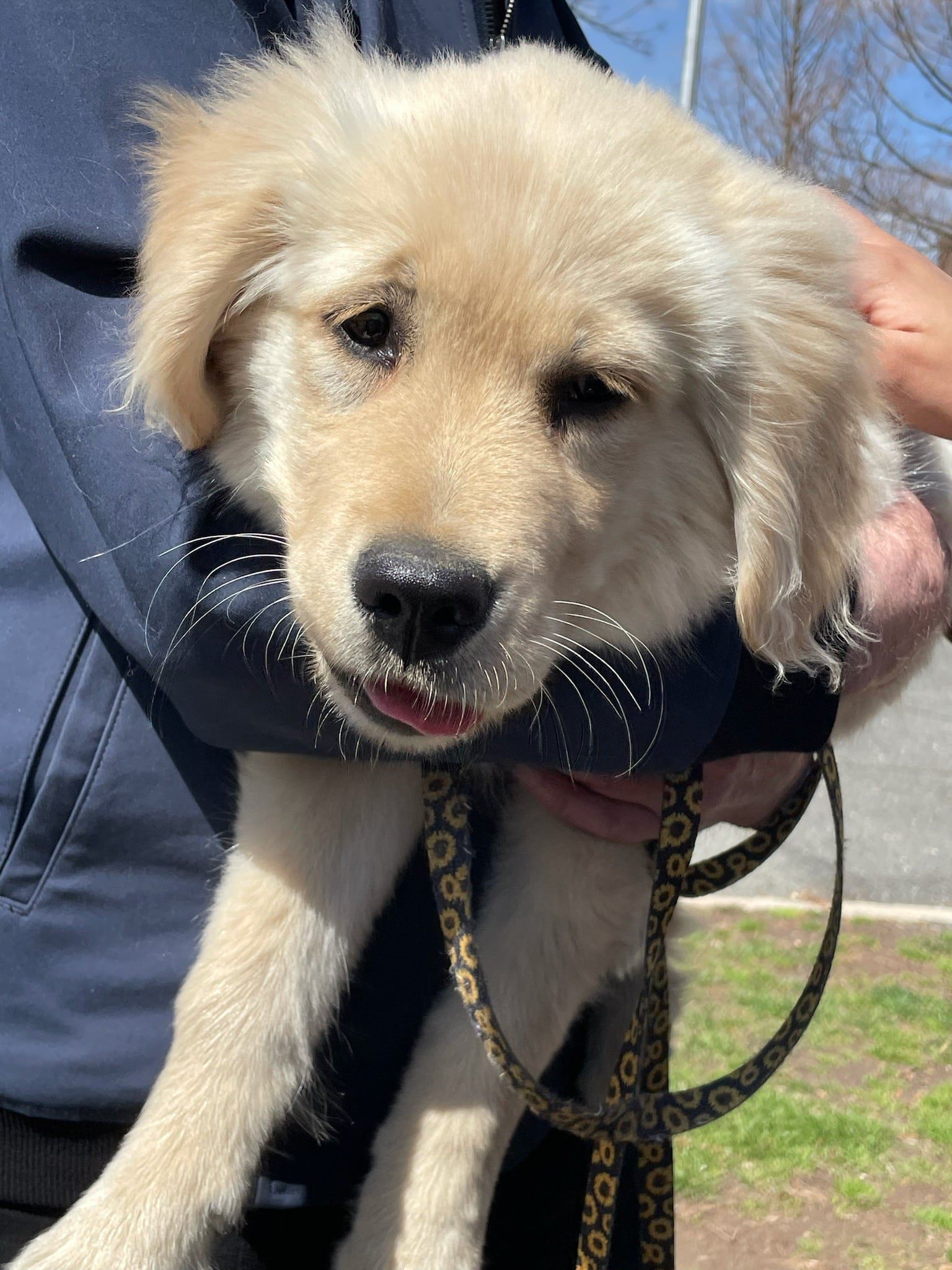 Following Recent Complaints, Maplewood Reminds Pet Owners to Obey Dog