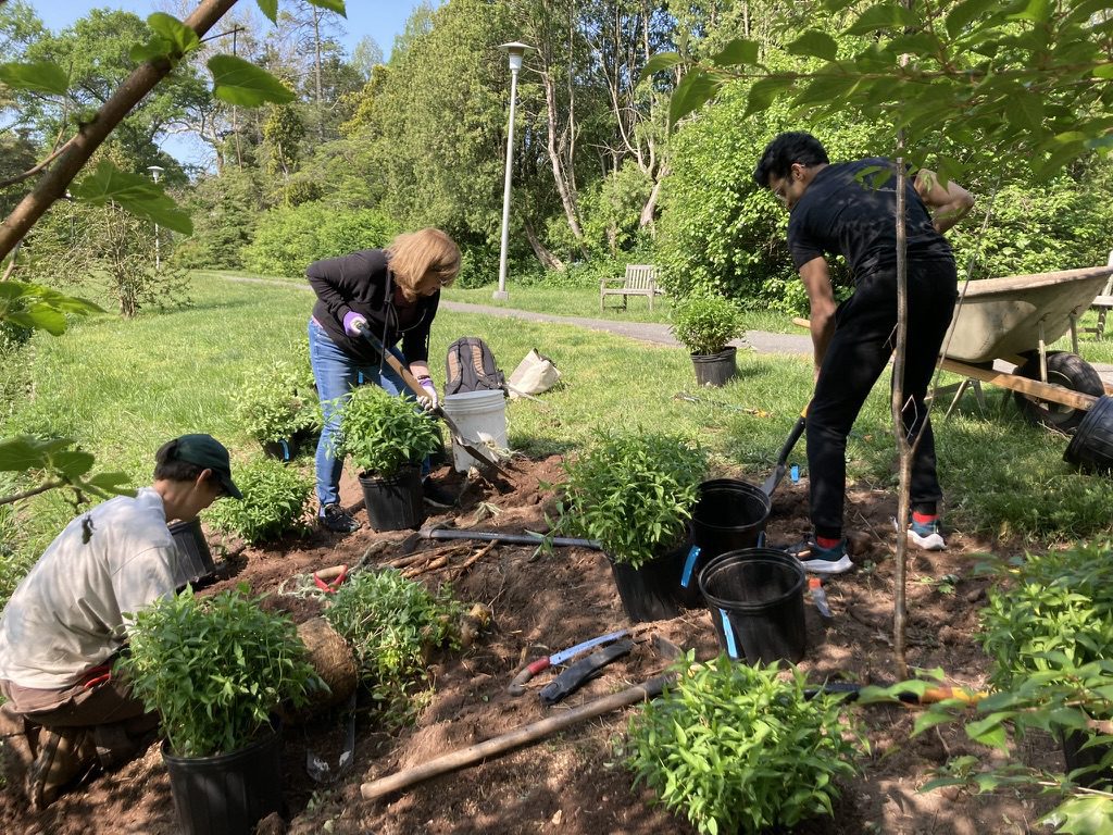 Maplewood Memorial Park Conservancy Celebrates 5 Years — Plus 175 Trees ...