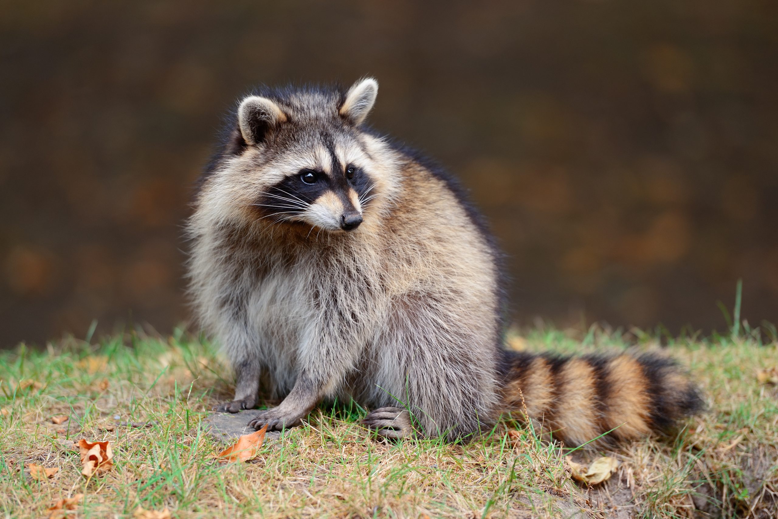 Maplewood Identifies Positive Rabies Case In Raccoon The Village Green maplewood-identifies-positive-rabies-case-in-raccoon-the-village-green