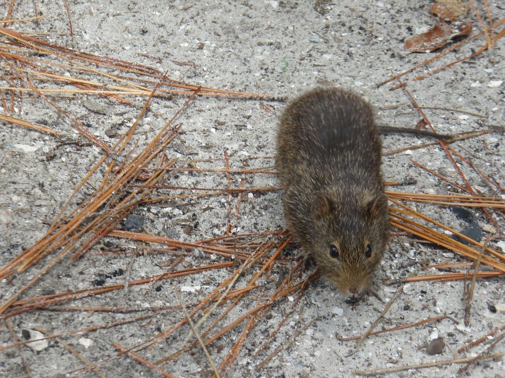 Rats! They're Still Here and Still a Nuisance - The Village Green