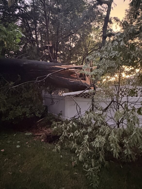 IMG_9905 Tree down storm